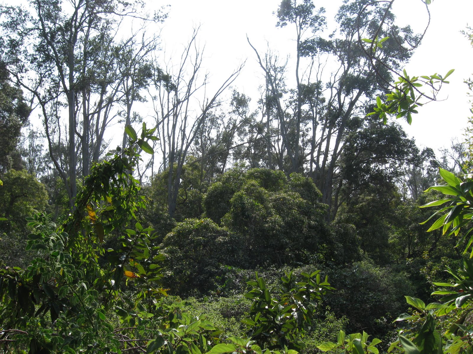 Service Project with Parks Department - Pacific Quest: Wilderness Therapy for Teens & Young Adults