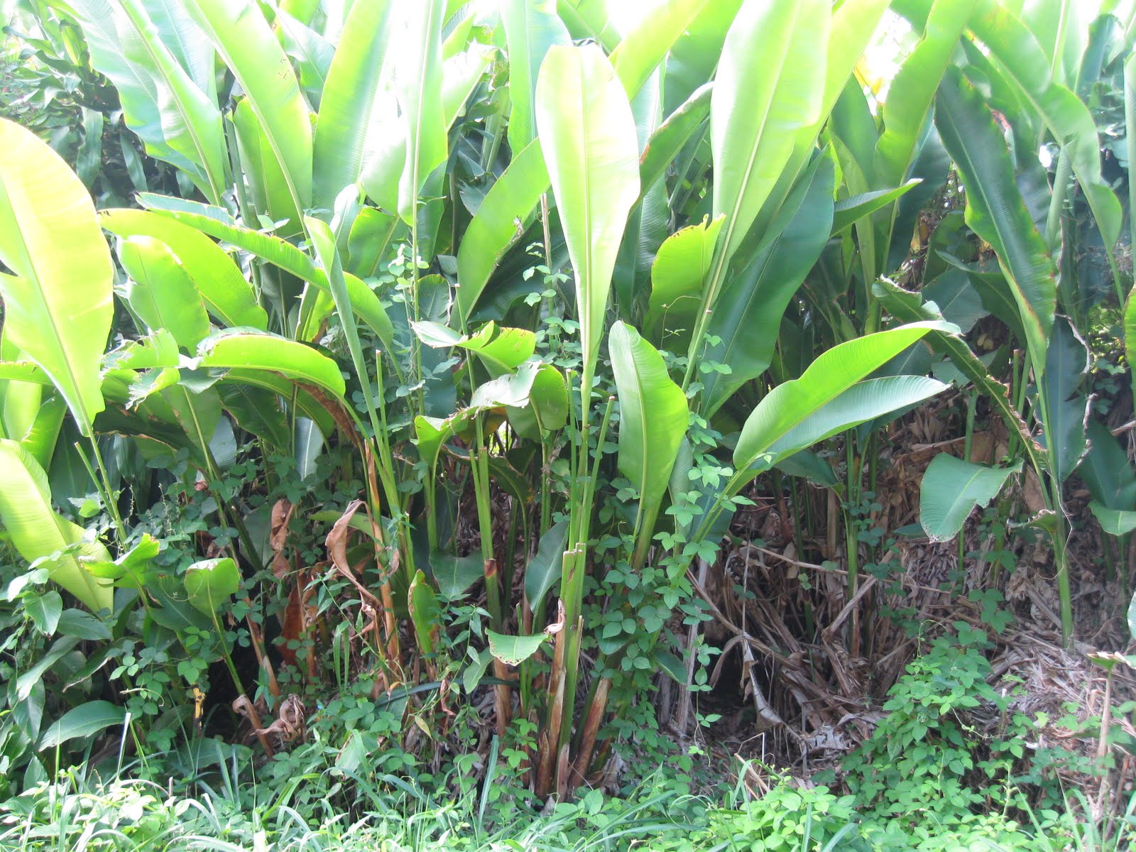 IMG_1309 Hawaii Volcanoes National Park - Pacific Quest: Wilderness Therapy for Teens & Young Adults