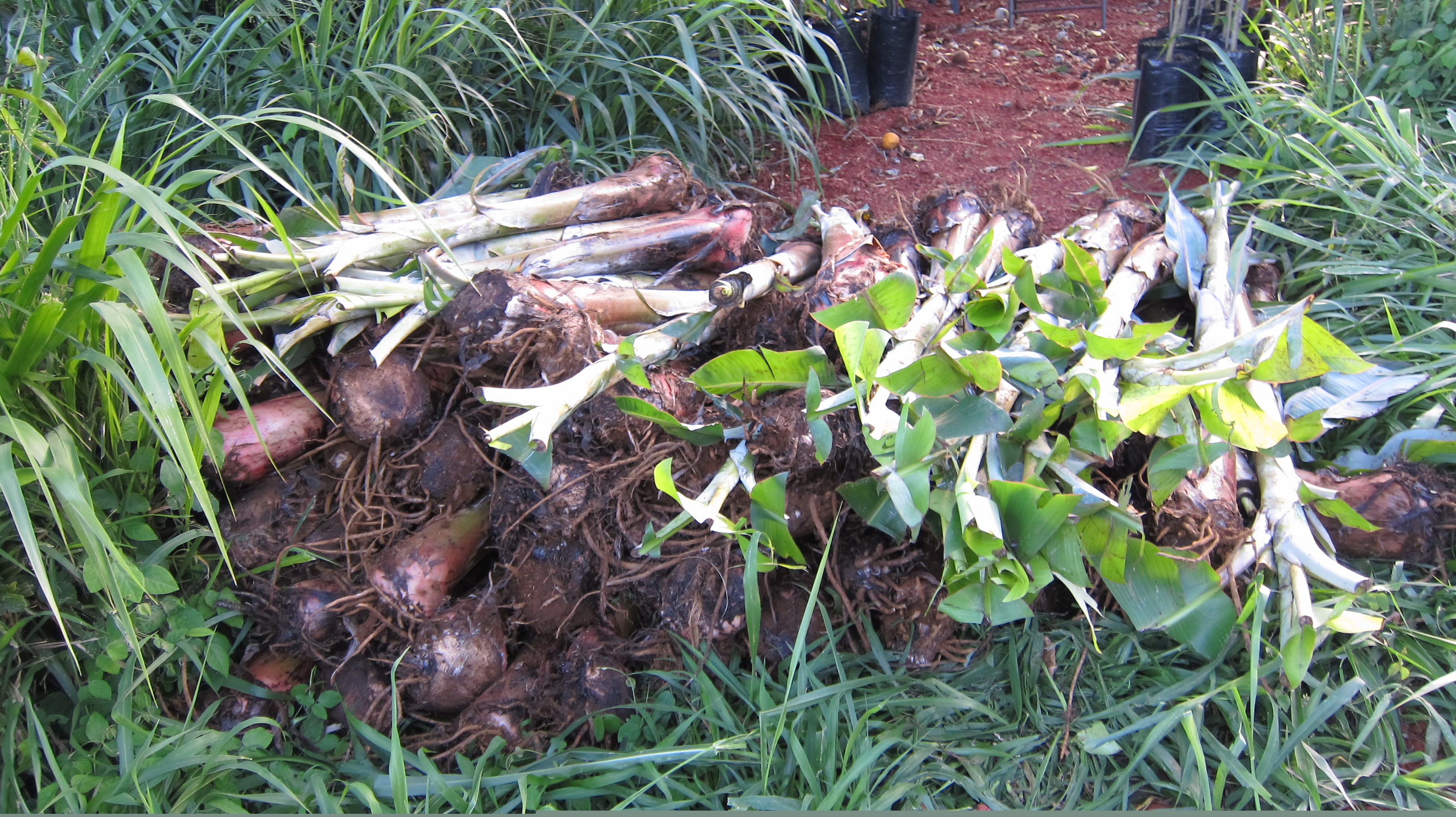 PQ Nursery Order - Pacific Quest: Wilderness Therapy for Teens & Young Adults