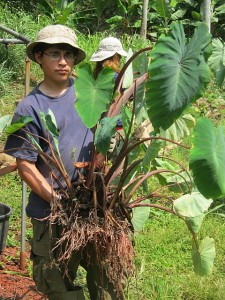 Taro Harvest at PQ