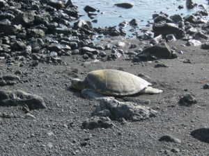 Pacific Quest Wilderness Therapy Program