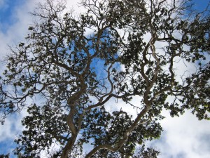 Pacific Quest Wilderness Therapy Program