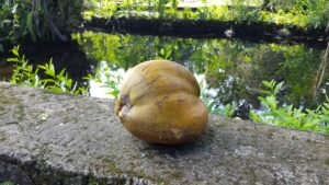 Coconut Harvest at Pacific Quest Wilderness Therapy Program