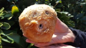 Coconut Harvest at Pacific Quest Wilderness Therapy Program
